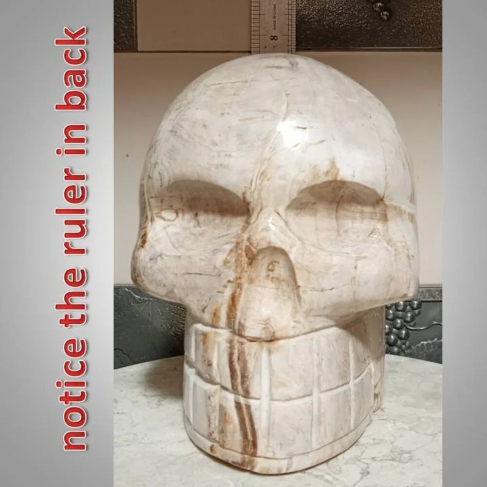 HUGE! Petrified Wood SKULL stone rock crystal